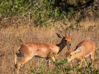 impala in the savannah