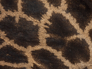 leopard fur texture
