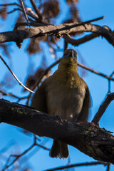 bird on a tree