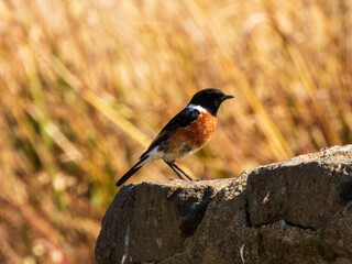 black capped kingfisher
