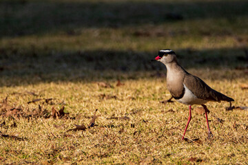 red billed hornbill