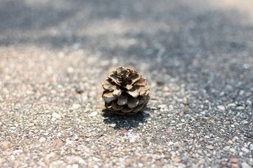 pinecone on asphalt