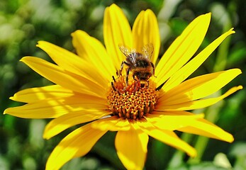 bee on flower