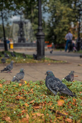 Pigeons in a street in summer