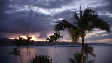 Tropical palm tree sunset