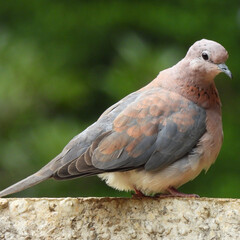 pigeon on a fence