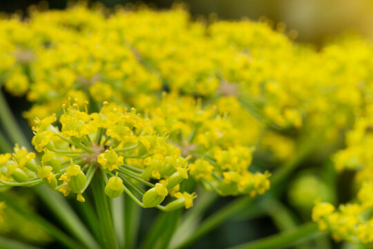 Parsnip (Pastinaca Sativa) flowers in bloom, close up vision