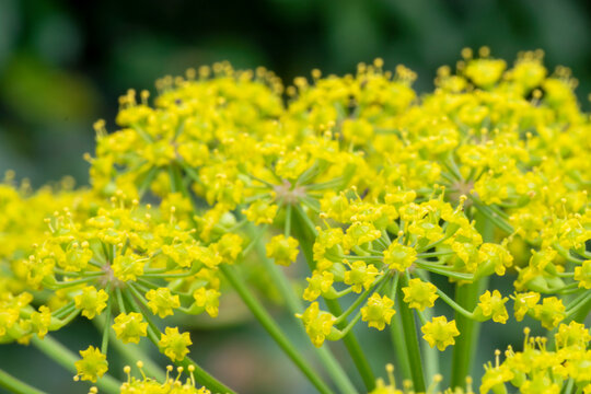 Parsnip (Pastinaca Sativa) flowers in bloom, close up vision