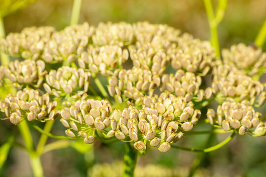Parsnip plant (Pastinaca Sativa) flowering with sunlight coming from above