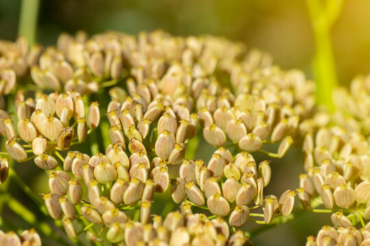 Parsnip plant (Pastinaca Sativa) flowering with sunlight coming from the right