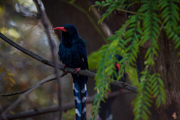 red winged blackbird
