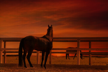 Horse at sunset - a young stallion looks into the distance - obrazy, fototapety, plakaty