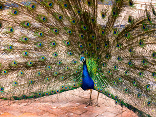 Obraz premium Jungle fowl and peacocks in the Jardim Marechal Carmona gardens in Cascais Portugal