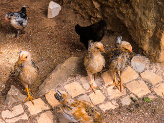 Jungle fowl and peacocks in the Jardim Marechal Carmona gardens  in Cascais Portugal
