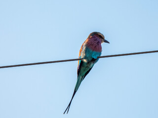 lilac roller