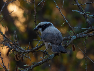 bird on a branch