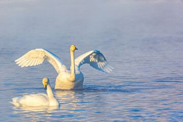 Winter landscape with swans and morning fog on the lake in Altai Krai, Russia.