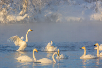 Winter landscape with swans and morning fog on the lake in Altai Krai, Russia.