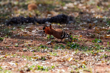 squirrel in the forest