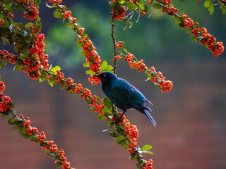 blue bird on a branch