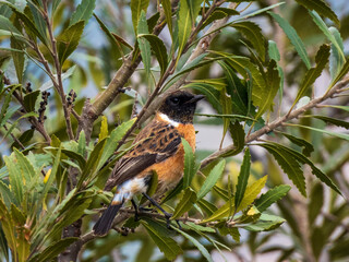 robin on a branch