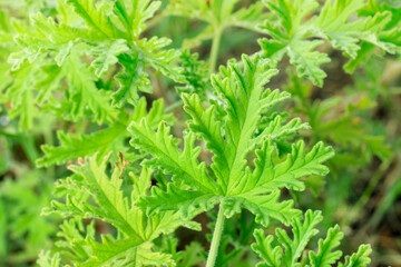 Citronella (Scent Geranium). Close up view of plant leaves. With copy space and blurred background