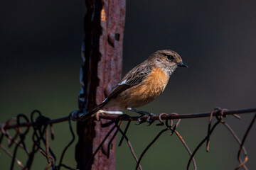 robin perched on a fence