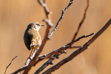 a sparrow on a branch