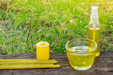 Citronella (Scent Geranium). Pelagorium Citrosum essence oil in a cup with a candel incence and spray bottle. Over a wood plank with a Citronella plant in the background