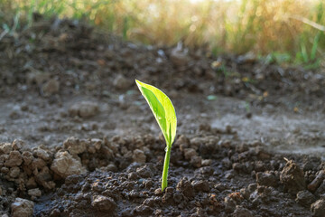 Turmeric Curcuma (Curcuma Longa) plant growing in a field for cultivation. With copy space and sunlight in the background