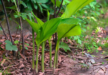 Gigers plants growing on the woods