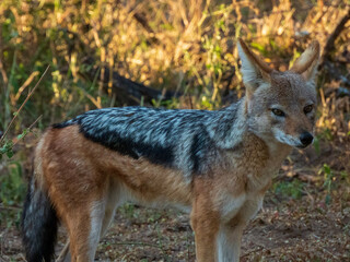 black backed jackal