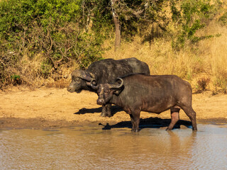buffalo in the water