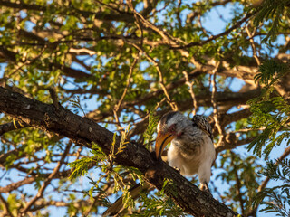 spotted woodpecker