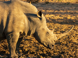 rhino in the sun