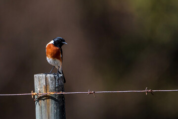 red backed shrike