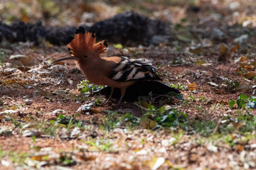 squirrel in the forest