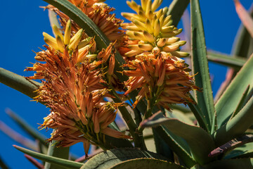 pineapple in the garden