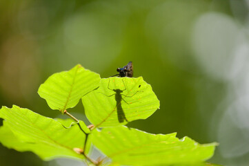 Libelle
