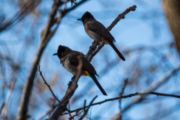 blackbird on a branch