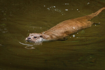 European river otter, Lutra lutra, swimming and hunting in clear water. Endangered fish predator in...