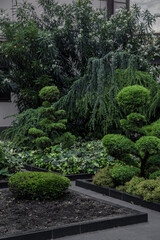 Fototapeta na wymiar exterior plants design with evergreen flora