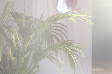 Palm tree leaves, bokeh lights, defocus. Boho style, eco concept, horizontal photography, copy space. Tropical interior.