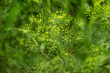 dill flower in bloom on a green background