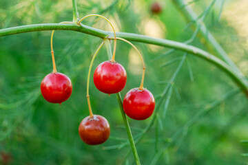 Close up view of Asparagus fruit hanging in a branch with green blurred background and copy space