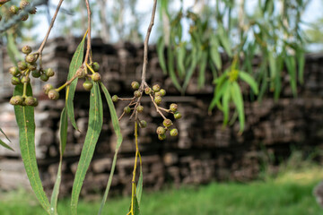 Eucalyptus (var. Robusta) fruits getting ripe, near a sawmill wjere eucalyptus logs are cut in planks which are in the background