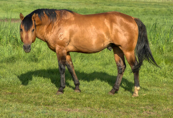 Fototapeta premium Herd of Ranch horses in Colorado, mares, foals, stallion