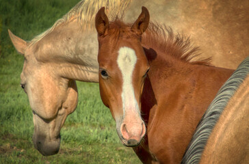 Naklejka na ściany i meble Herd of Ranch horses in Colorado, mares, foals, stallion