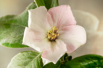 Quince fruit (Cydonia Oblonga) flower in bloom, close up vision