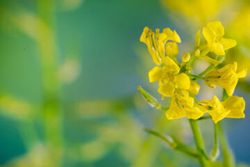 Mustard (Sinapsis Alba) flowers in bloom with blurred background and negative space
